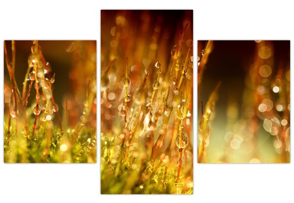 Obraz - Detail rosy (90x60 cm)
