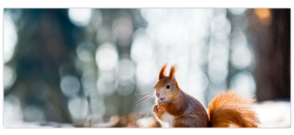 Obraz - Veverička (120x50 cm)
