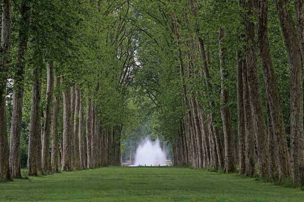 DIMEX | Vliesové fototapety na stenu Park Versailles MS-5-1908 | 375 x 250 cm | zelená, hnedá, šedá