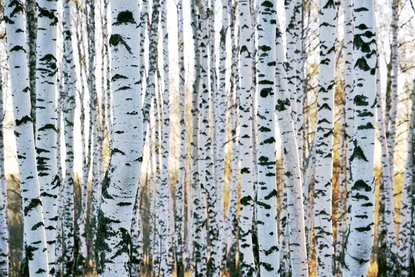 DIMEX | Vliesové fototapety na stenu Kmene brezy MS-5-1873 | 375 x 250 cm | zelená, biela, čierna