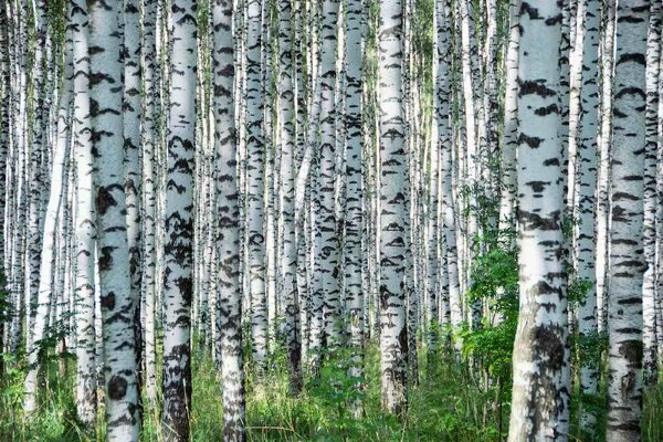 DIMEX | Vliesové fototapety na stenu Letný deň v brezovom háji MS-5-1889 | 375 x 250 cm | zelená, biela, čierna