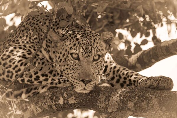 DIMEX | Vliesové fototapety na stenu Sépiový portrét leoparda MS-5-0594 | 375 x 250 cm | béžová, čierna, hnedá