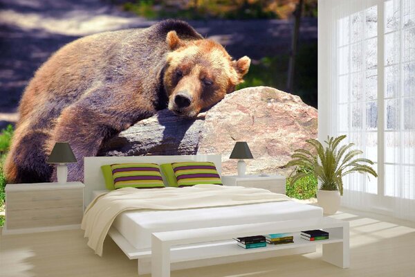 DIMEX | Vliesové fototapety na stenu Spiaci medveď Grizzly MS-5-0434 | 375 x 250 cm | zelená, béžová, hnedá