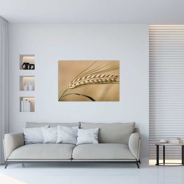 Obraz - Pšenica (90x60 cm)