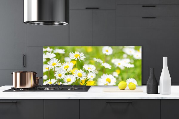 Sklenený obklad Do kuchyne Sedmokráska kvet rastlina 125x50 cm