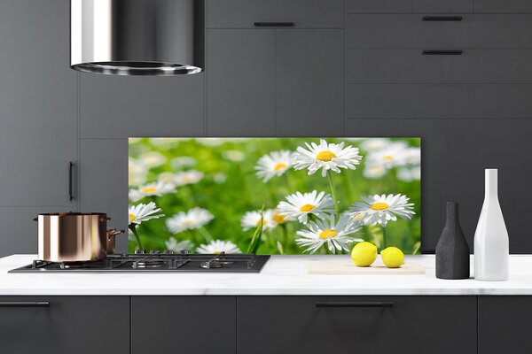 Sklenený obklad Do kuchyne Sedmokráska kvet rastlina 125x50 cm