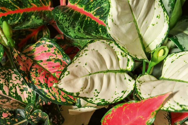 Samolepiaca vliesová fototapeta Aglaonema 375 x 250 cm