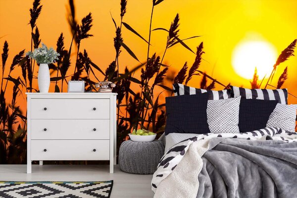 Samolepiaca vliesová fototapeta Rákos so západom slnka 375 x 250 cm