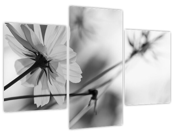 Obraz - Čiernobiele kvety (90x60 cm)
