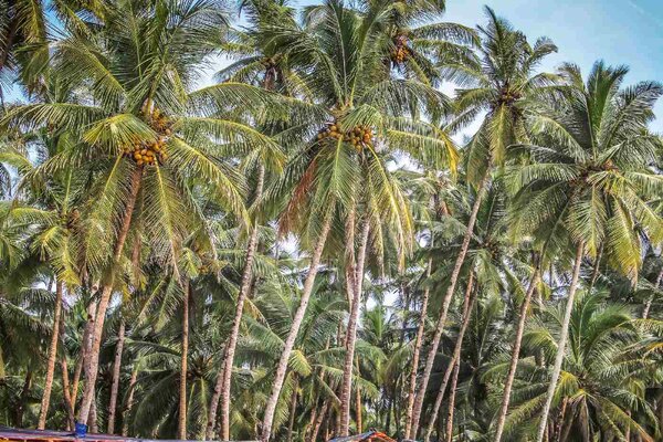 DIMEX | Vliesové fototapety na stenu Palma s kokosom MS-5-1779 | 375 x 250 cm | zelená, modrá, hnedá