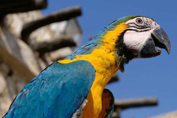 DIMEX | Vliesové fototapety na stenu Papagáj Macaw MS-5-0404 | 375 x 250 cm | modrá, žltá, šedá