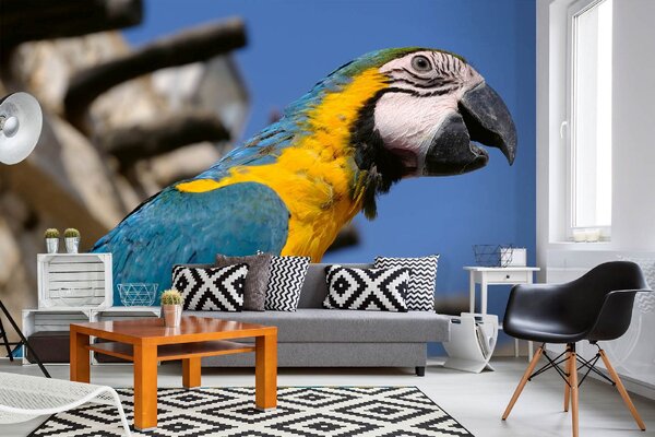 DIMEX | Vliesové fototapety na stenu Papagáj Macaw MS-5-0404 | 375 x 250 cm | modrá, žltá, šedá