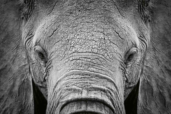 DIMEX | Vliesové fototapety na stenu Slon africký MS-5-0484 | 375 x 250 cm | biela, čierna