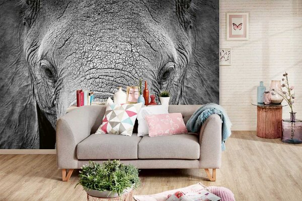 DIMEX | Vliesové fototapety na stenu Slon africký MS-5-0484 | 375 x 250 cm | biela, čierna