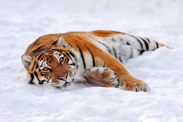 DIMEX | Vliesové fototapety na stenu Tiger v snehu MS-5-0595 | 375 x 250 cm | biela, čierna, oranžová