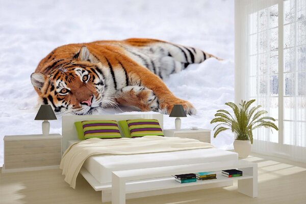 DIMEX | Vliesové fototapety na stenu Tiger v snehu MS-5-0595 | 375 x 250 cm | biela, čierna, oranžová