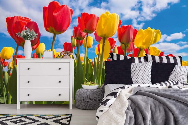 DIMEX | Vliesové fototapety na stenu Jarné pole tulipánov MS-5-1379 | 375 x 250 cm | zelená, modrá, červená, žltá
