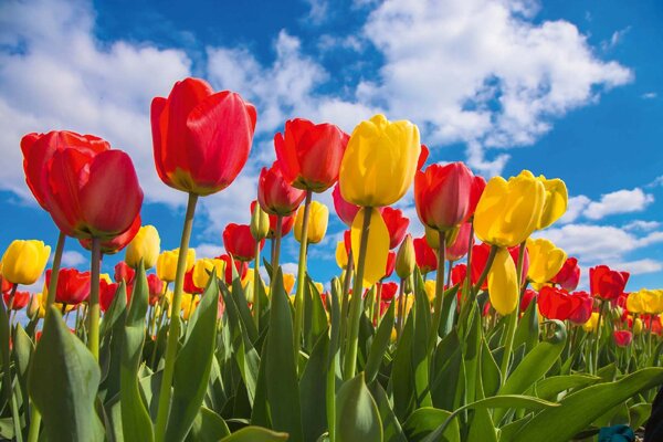 DIMEX | Vliesové fototapety na stenu Jarné pole tulipánov MS-5-1379 | 375 x 250 cm | zelená, modrá, červená, žltá