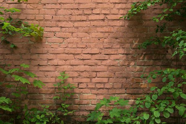 DIMEX | Vliesové fototapety na stenu Zarastený tehlový múr MS-5-2664 | 375 x 250 cm | zelená, červená