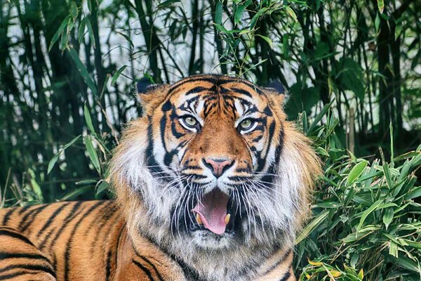 DIMEX | Vliesové fototapety na stenu Tiger sumaterský MS-5-0580 | 375 x 250 cm | zelená, biela, čierna, oranžová