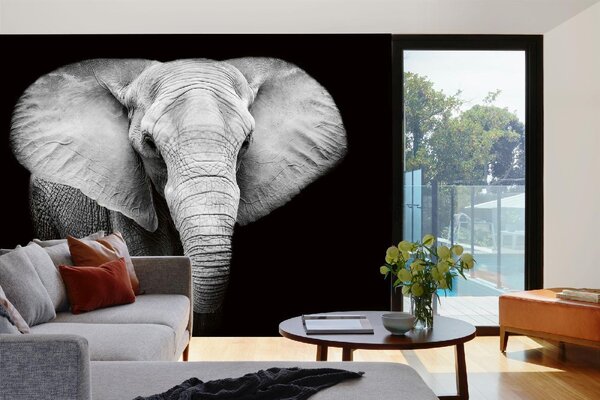 Samolepiaca vliesová fototapeta Slon čiernobiely 375 x 250 cm