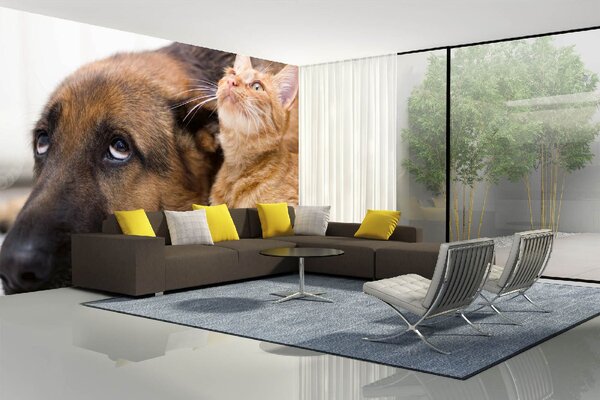 Samolepiaca vliesová fototapeta Mačka so psom 375 x 250 cm
