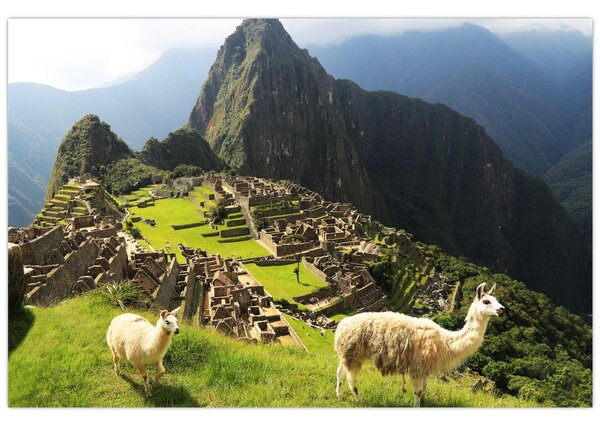 Obraz - Lamy v Machu Picchu (90x60 cm)
