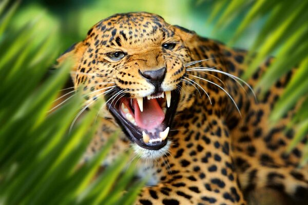 DIMEX | Vliesové fototapety na stenu Leopard v džungli MS-5-0550 | 375 x 250 cm | zelená, béžová, čierna, žltá
