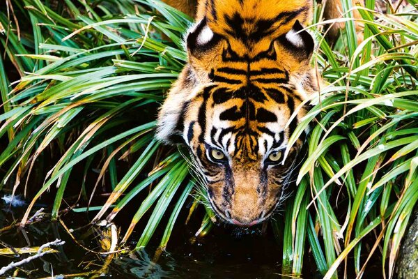 Samolepiaca vliesová fototapeta Tiger pri rieke 375 x 250 cm