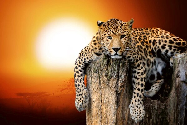 DIMEX | Vliesové fototapety na stenu Leopard so západom slnka MS-5-0599 | 375 x 250 cm | červená, béžová, oranžová