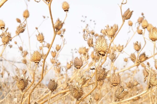 DIMEX | Vliesové fototapety na stenu Stramónium, suché rastliny MS-5-1350 | 375 x 250 cm | biela, krémová, hnedá