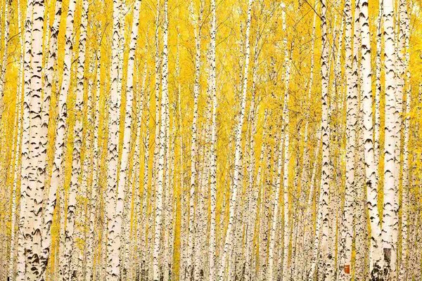 DIMEX | Vliesové fototapety na stenu Žltá breza MS-5-1898 | 375 x 250 cm | biela, čierna, žltá