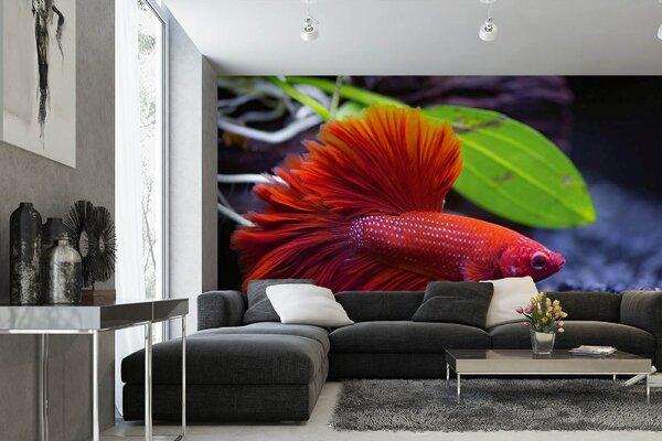 Samolepiaca vliesová fototapeta Červená ryba 375 x 250 cm