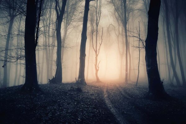 DIMEX | Vliesové fototapety na stenu Magická cesta lesom MS-5-1880 | 375 x 250 cm | fialová, hnedá, ružová