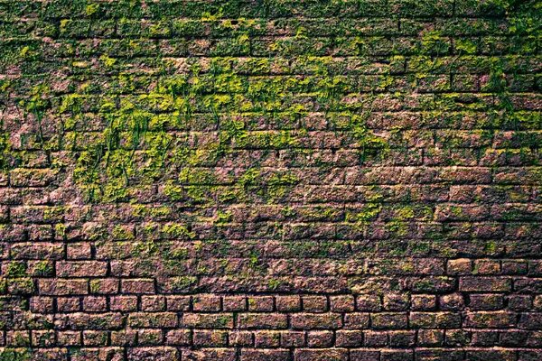 DIMEX | Vliesové fototapety na stenu Tehlový múr s machom MS-5-2684 | 375 x 250 cm | zelená, hnedá