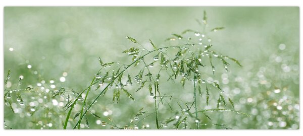 Obraz - Ranná rosa na steblach trávy (120x50 cm)