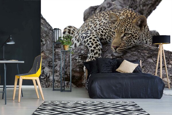 DIMEX | Vliesové fototapety na stenu Leopard na strome MS-5-0537 | 375 x 250 cm | béžová, čierna, hnedá
