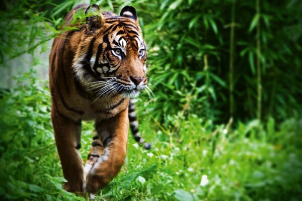 DIMEX | Vliesové fototapety na stenu Prechádzajúci sa tiger MS-5-0601 | 375 x 250 cm | zelená, biela, čierna, oranžová