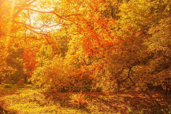 DIMEX | Vliesové fototapety na stenu Jesenné javorové stromy MS-5-1900 | 375 x 250 cm | žltá, oranžová, hnedá