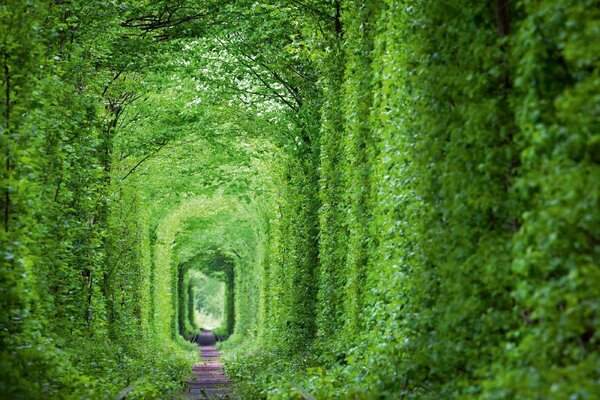 DIMEX | Vliesové fototapety na stenu Zelený tunel MS-5-1897 | 375 x 250 cm | zelená