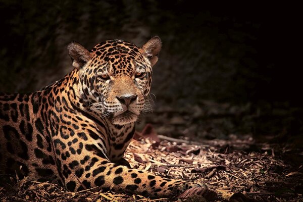 DIMEX | Vliesové fototapety na stenu Ležiaci leopard MS-5-0538 | 375 x 250 cm | béžová, čierna, hnedá