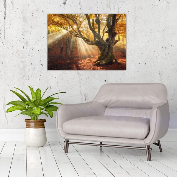 Obraz - Jesenný svit (70x50 cm)
