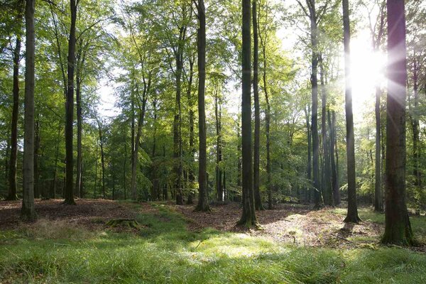 DIMEX | Vliesové fototapety na stenu Buk na jeseň MS-5-1866 | 375 x 250 cm | zelená, biela, hnedá