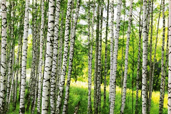 DIMEX | Vliesové fototapety na stenu Brezový les MS-5-1867 | 375 x 250 cm | zelená, biela, čierna