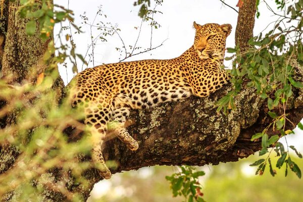 DIMEX | Vliesové fototapety na stenu Africký leopard MS-5-0571 | 375 x 250 cm | zelená, čierna, hnedá
