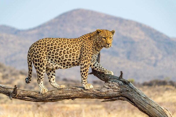 DIMEX | Vliesové fototapety na stenu Leopard v Dusternbrooku MS-5-0603 | 375 x 250 cm | čierna, žltá, hnedá