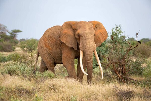 DIMEX | Vliesové fototapety na stenu Slon v savane MS-5-0491 | 375 x 250 cm | zelená, béžová, šedá