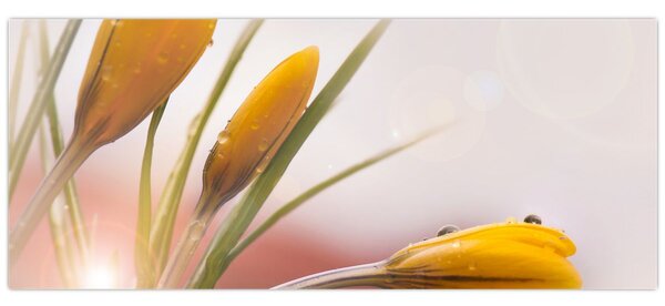 Obraz - Jarné kvety (120x50 cm)