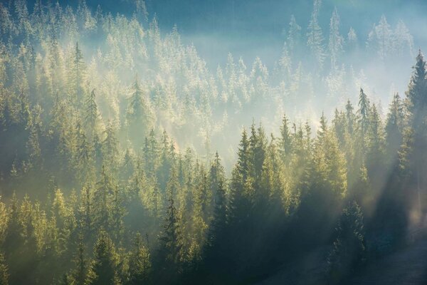DIMEX | Vliesové fototapety na stenu Hmla nad lesom MS-5-1868 | 375 x 250 cm | zelená, biela, čierna, šedá
