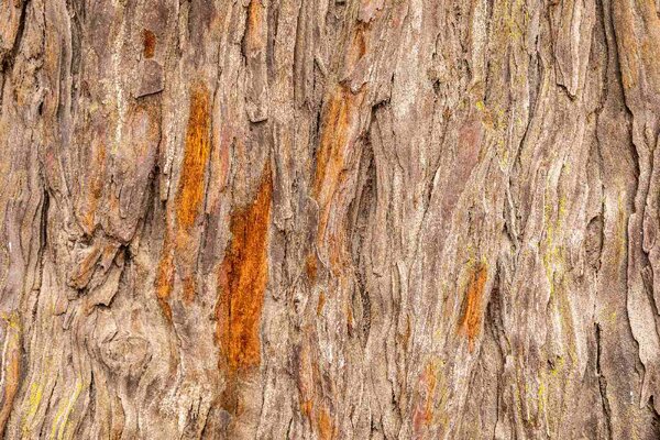 DIMEX | Vliesové fototapety na stenu Textúra starého stromu MS-5-2335 | 375 x 250 cm | hnedá